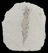Metasequoia (Dawn Redwood) Fossil - Montana #62275-1